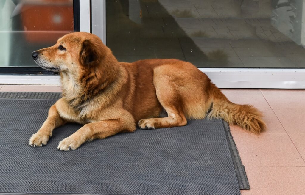 Why Does My Dog Refuse to Walk on Hard Floors?