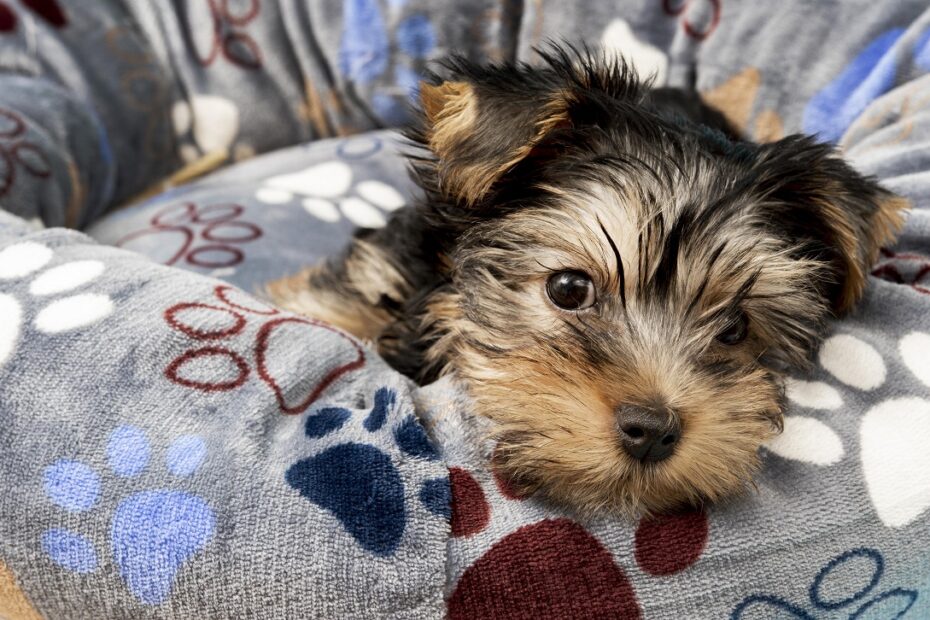 crate training a yorkie