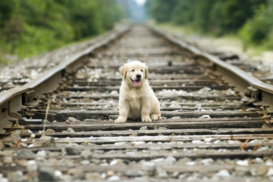 training a golden retriever puppy