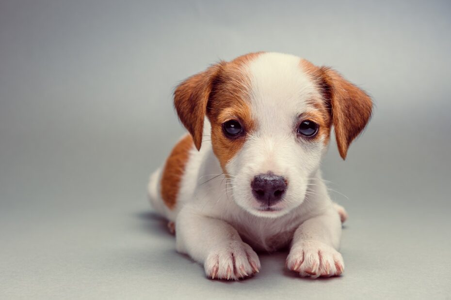 jack russel