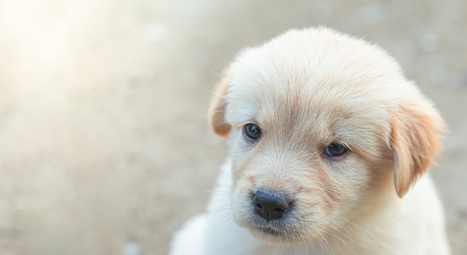 golden retriever puppy training