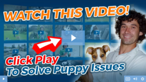 The Ultimate Guide To Potty Training A Puppy At Night