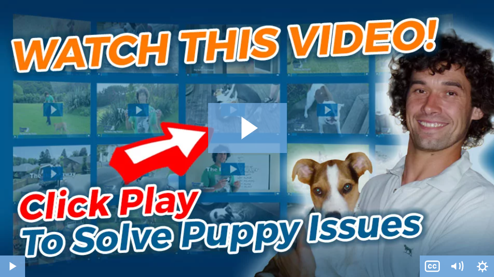 puppy video