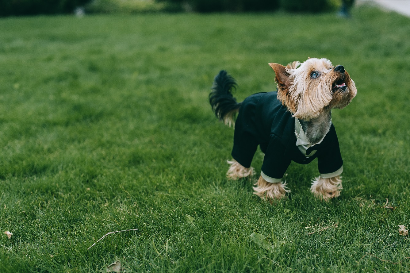 yorkshire terrier wearing clothes