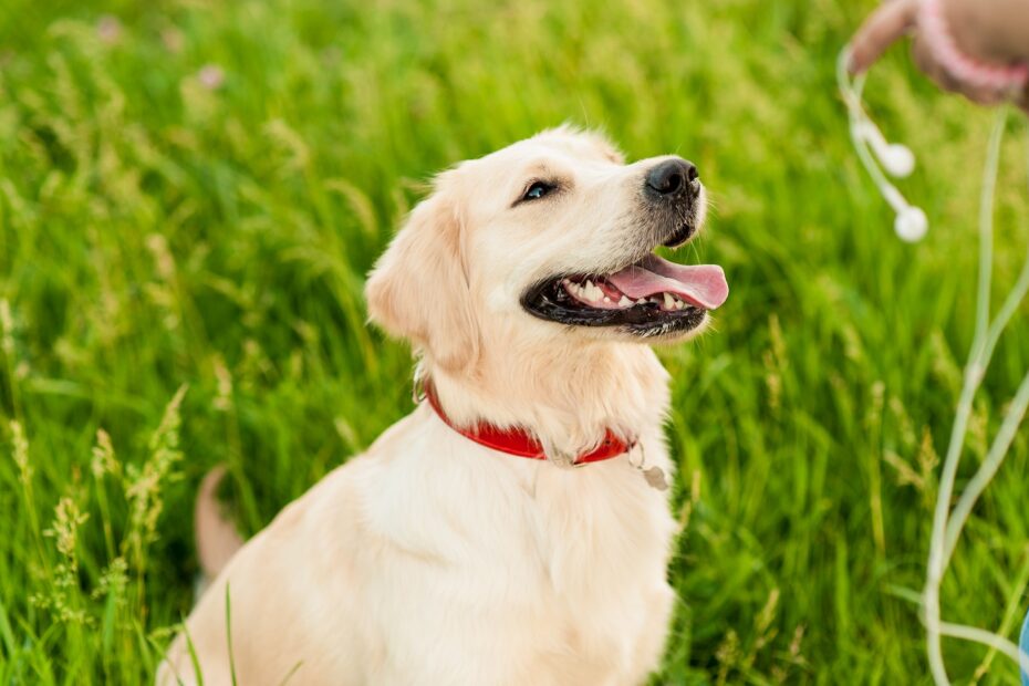 Help! Why Is My Golden Retriever Barking All The Time?