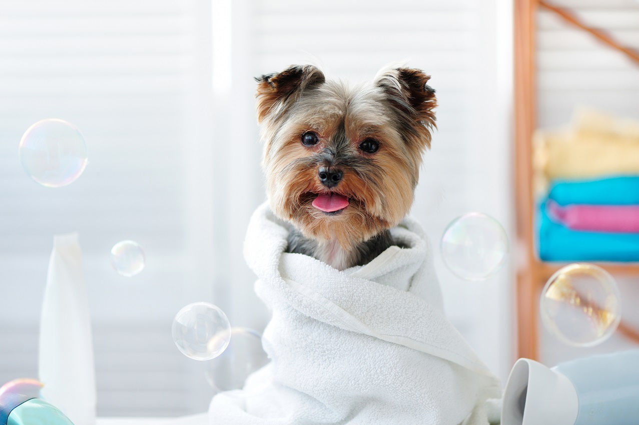 yorkshire terrier wrapped in towel