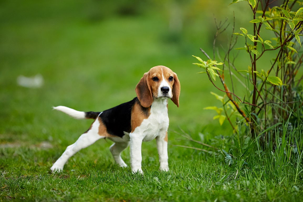 How To Potty Train A Beagle Puppy The Quick & Easy Way