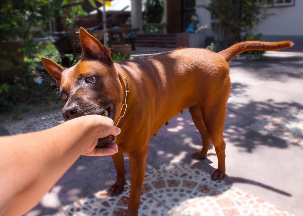 Why Does My Dog Nibble Me? How To Deal With A Dog That Nibbles