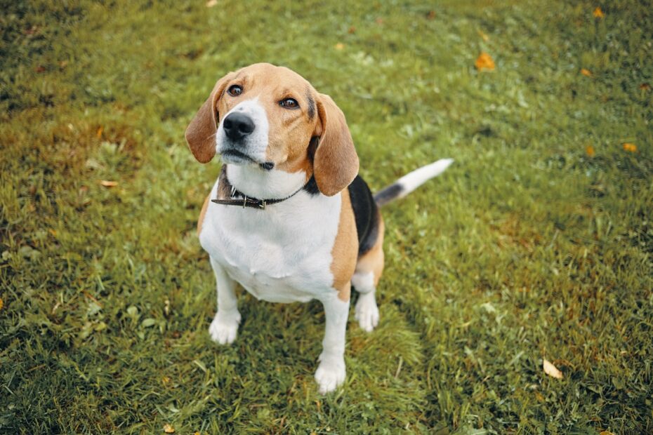 how to stop a beagle barking
