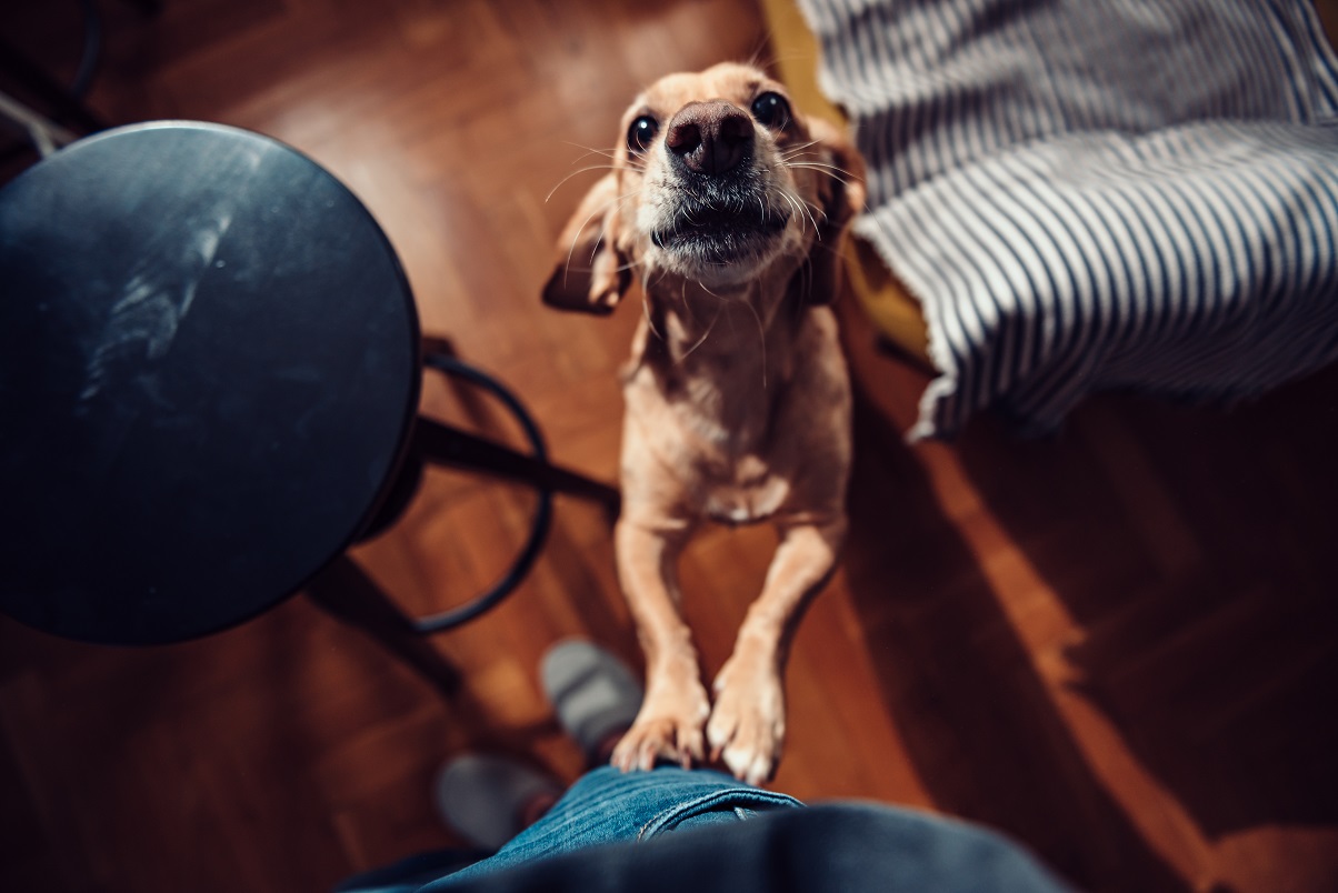 obsessed dog jumping up at owner