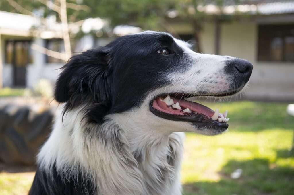 How To Calm An Aggressive Border Collie The Quick & Easy Way