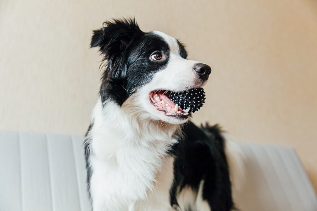 How To Stop A Border Collie Barking The Quick & Easy Way