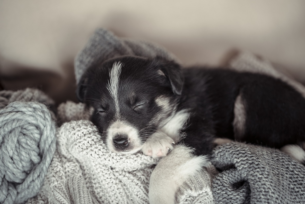 border collie sleeping