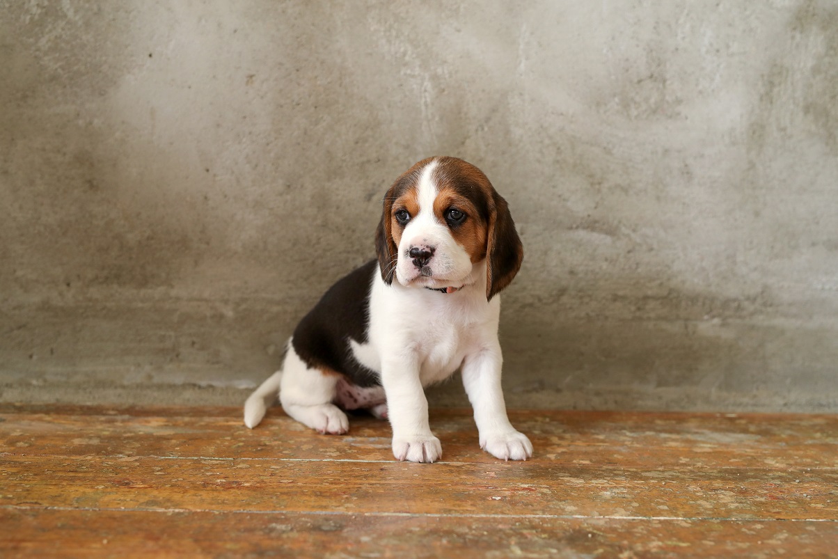 how to potty train a beagle puppy