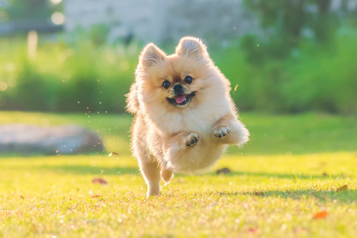 excited dog running