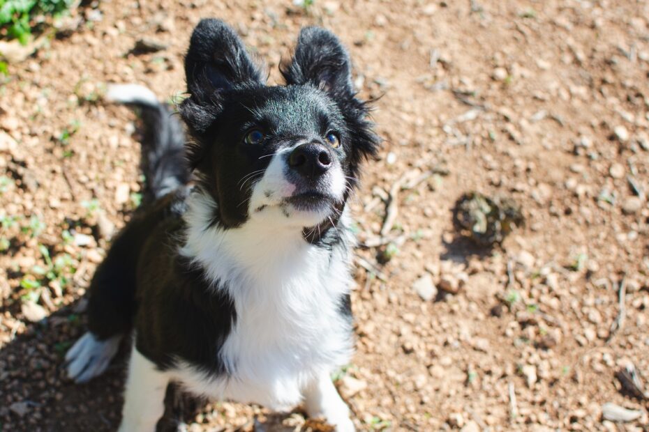 border collie looking up ready to jump