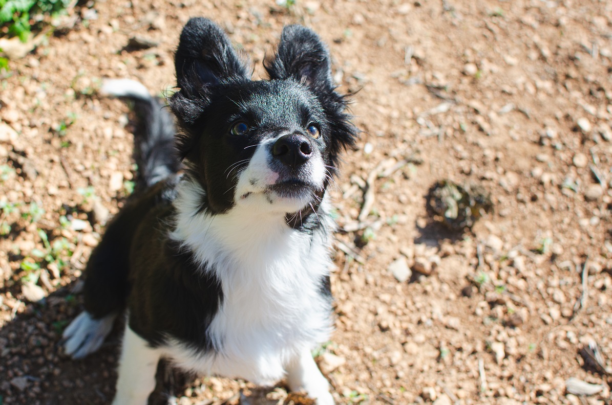 Border collie house clearance training