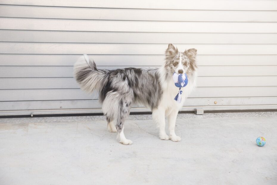 calm border collie dog