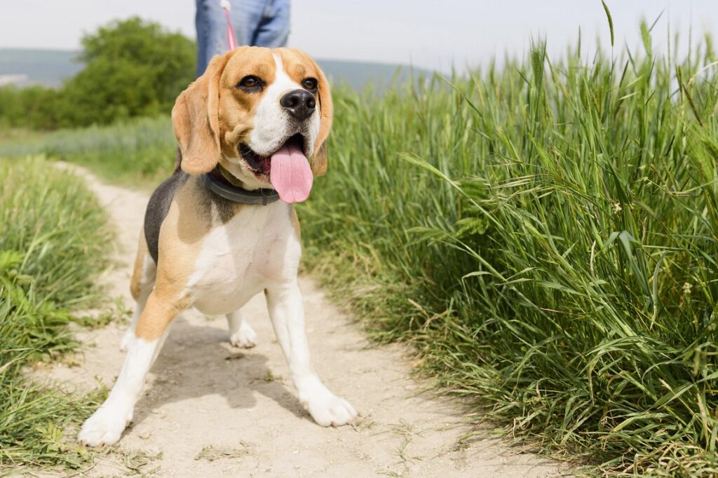 How To Stop Your Dog Barking At Other Dogs On Walks