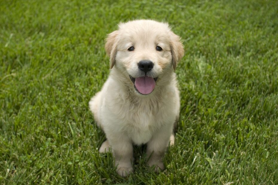 puppy looking up