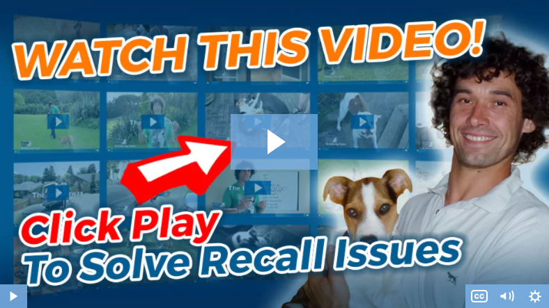 online dog trainer video