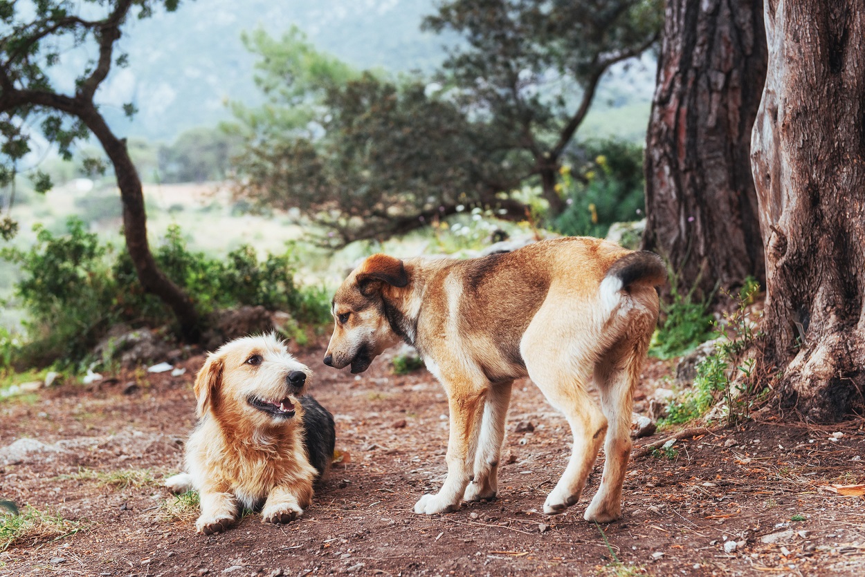 two dogs staring at each other