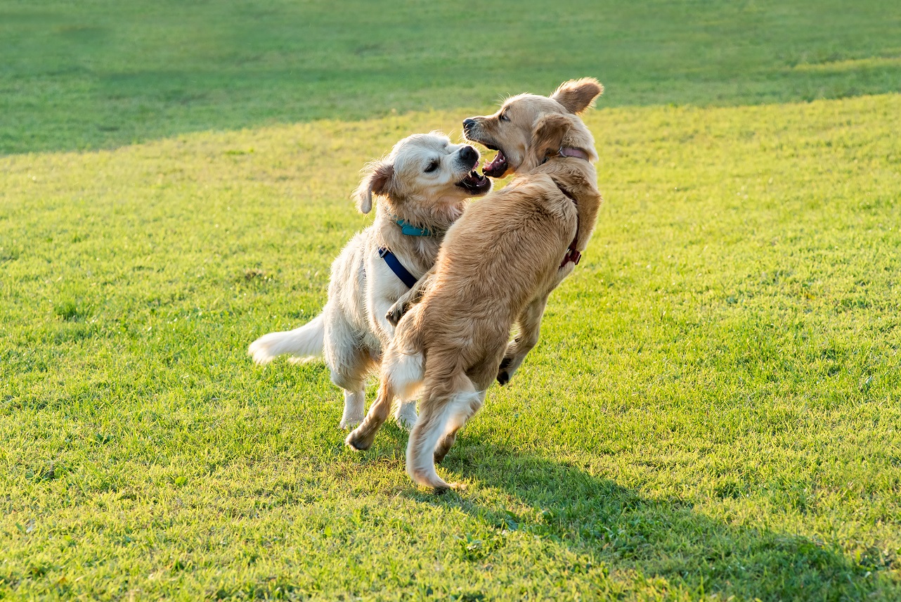 dogs play fighting