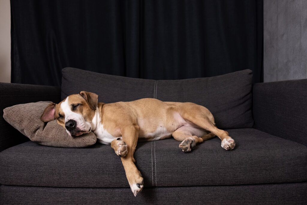 Solved! Why Is My Dog More Aggressive At Night? - Dog Coaching Academy