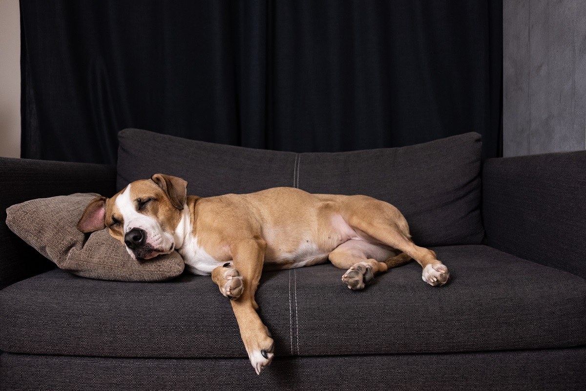 dog sleeping on couch