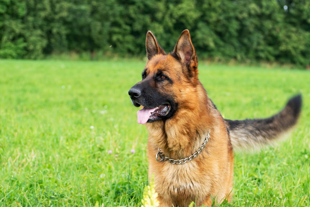 leash training a german shepherd