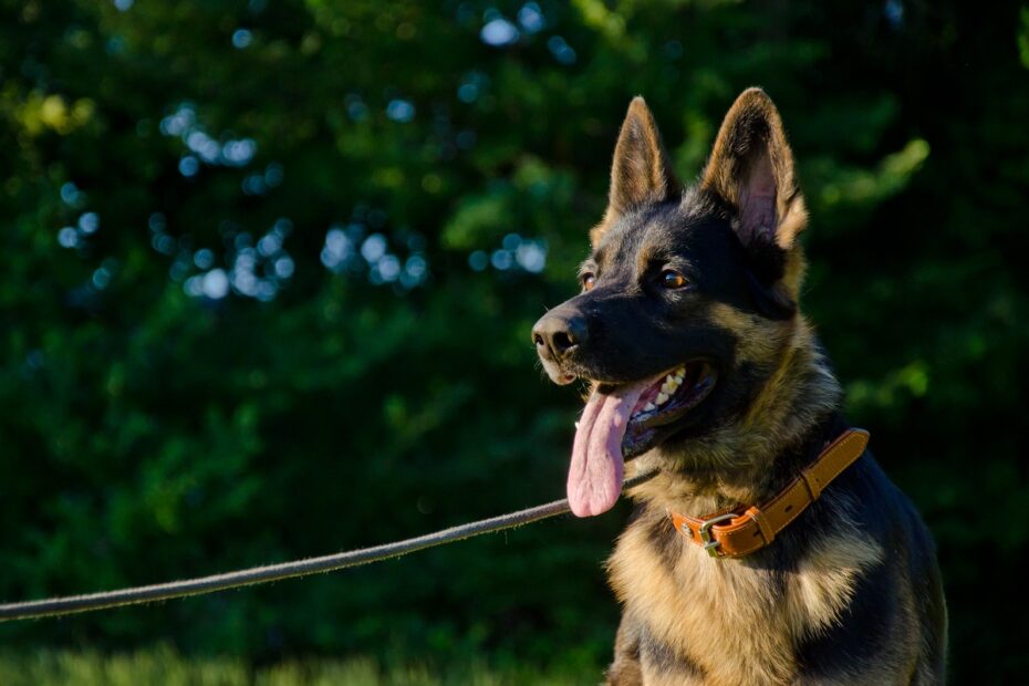 leash training a german shepherd