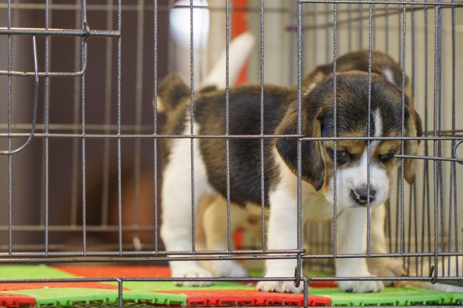 image-beagle-puppy-is-cage-dog-pet-animals-1-930x620.jpg