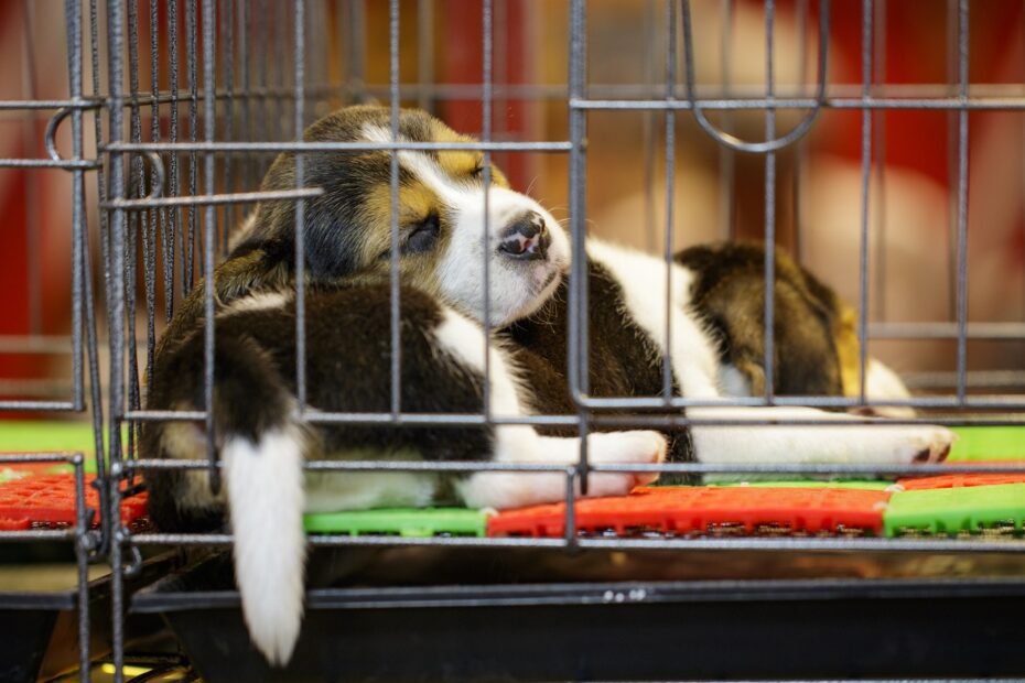 two puppies sleeping