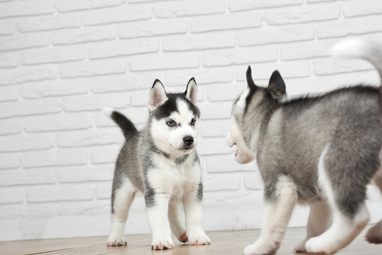 two husky puppies