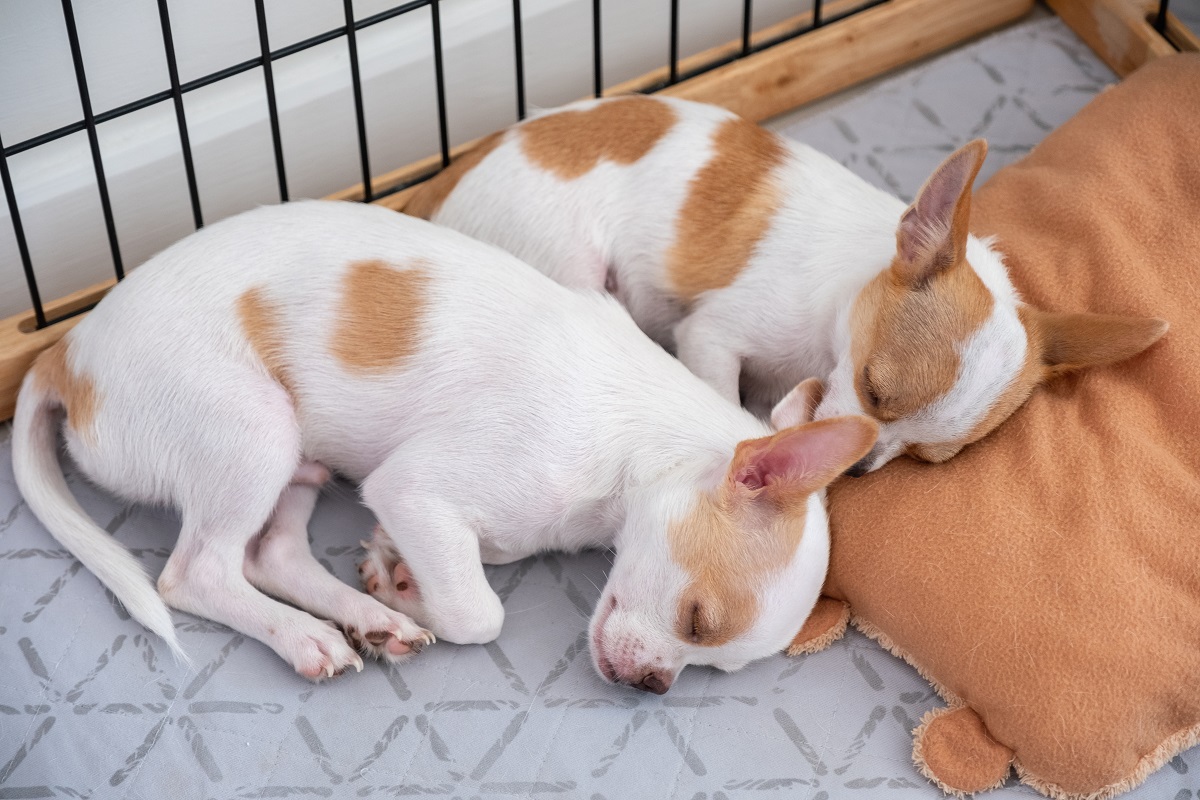 two puppies sleeping in crate