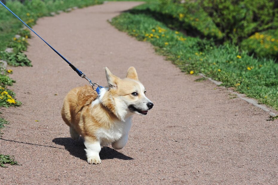 leash training a dog