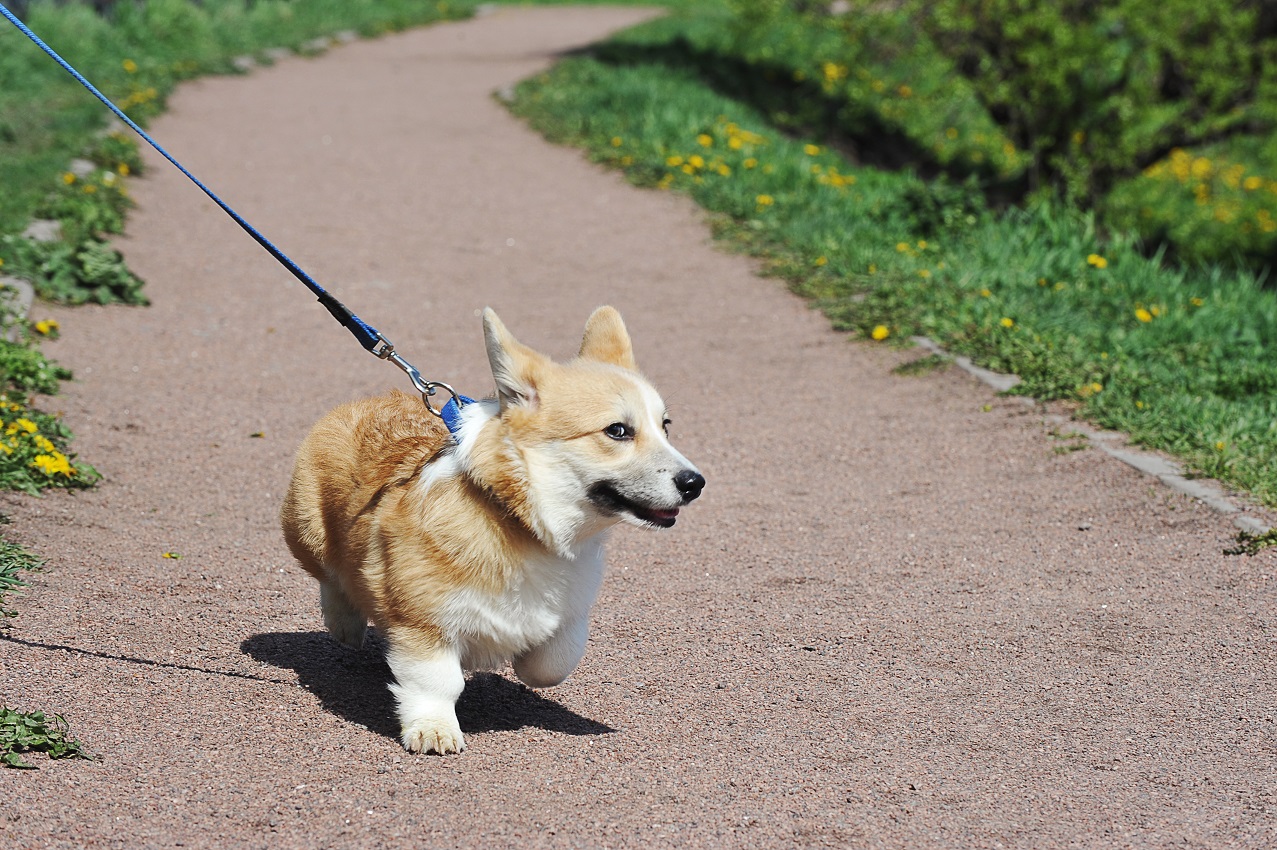 7 Reasons Your Puppy Chews The Leash And What To Do About It