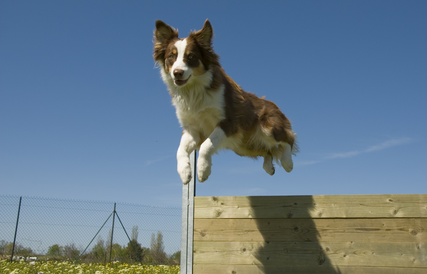 dog jumping over fence