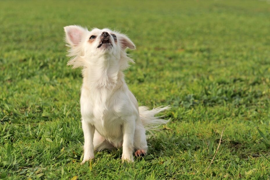 chihuahua barking