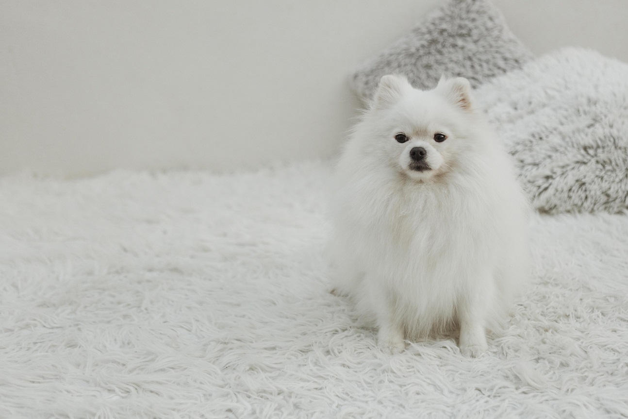 white puppy sitting on bed