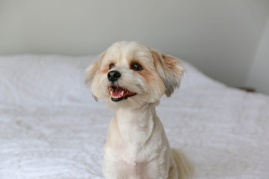 puppy peeing on bed