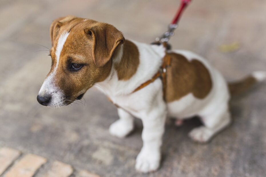 puppy wearing leash