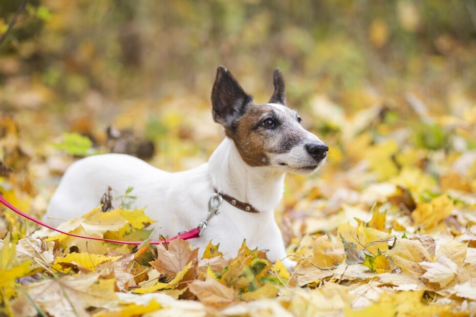 puppy on leash