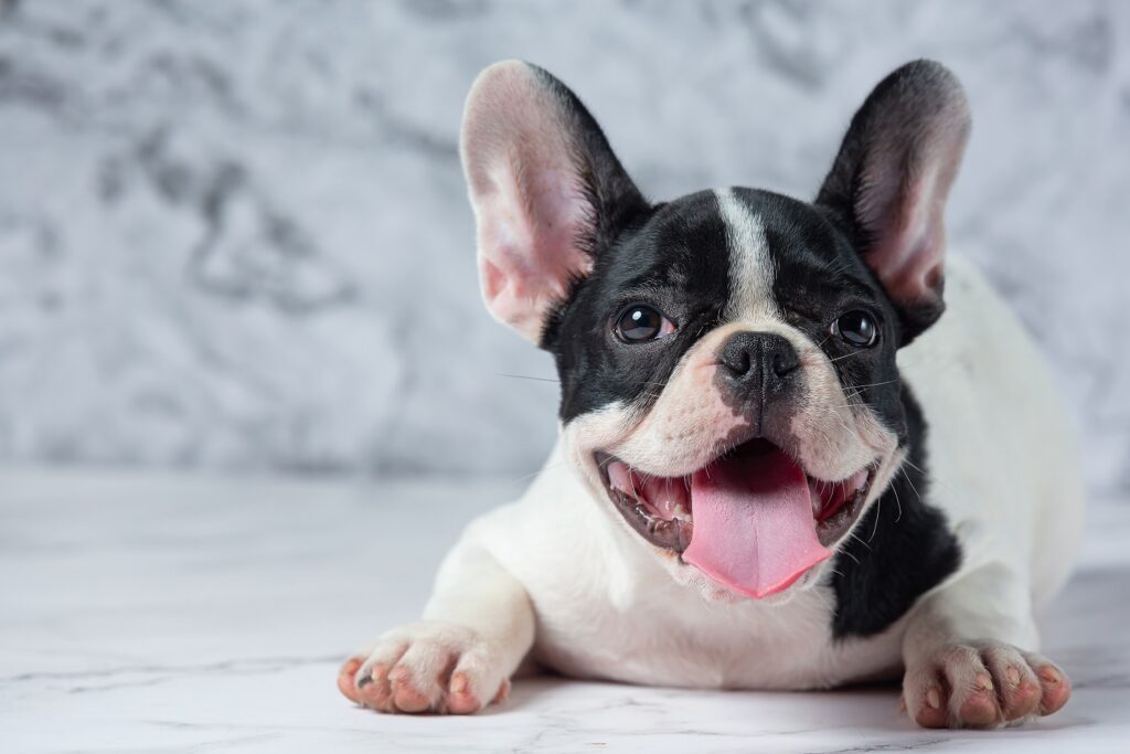 Aggressive French Bulldog 6 Ways To Cope With Frenchie