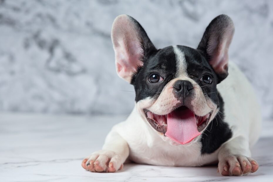 crate training a french bulldog