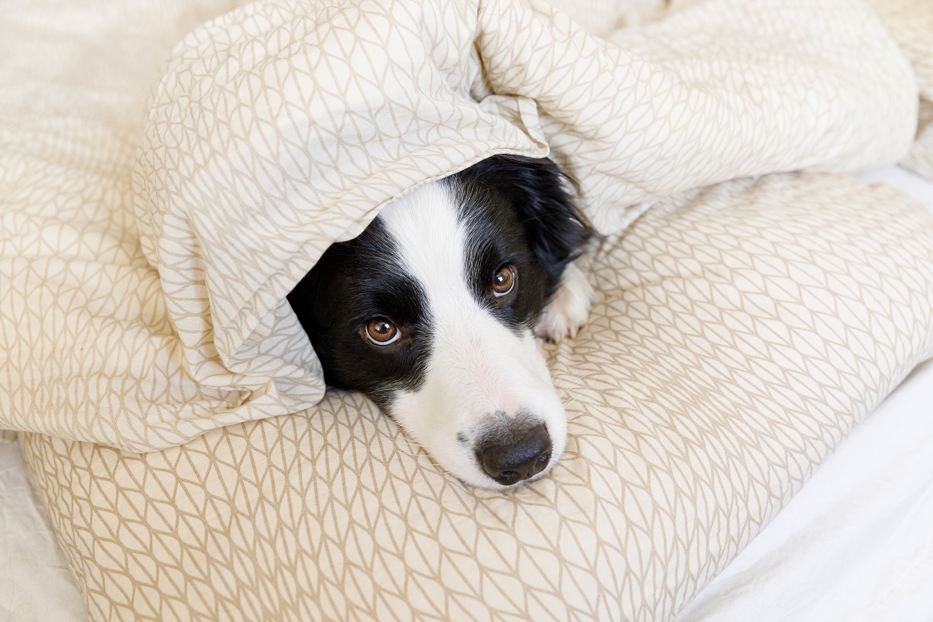 dog lying under blanket