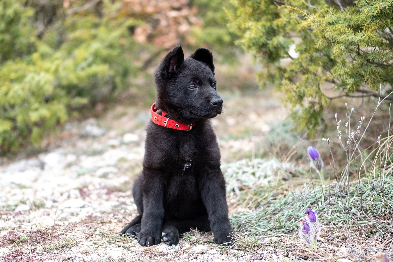 how do i stop my german shepherd puppy from peeing in the house