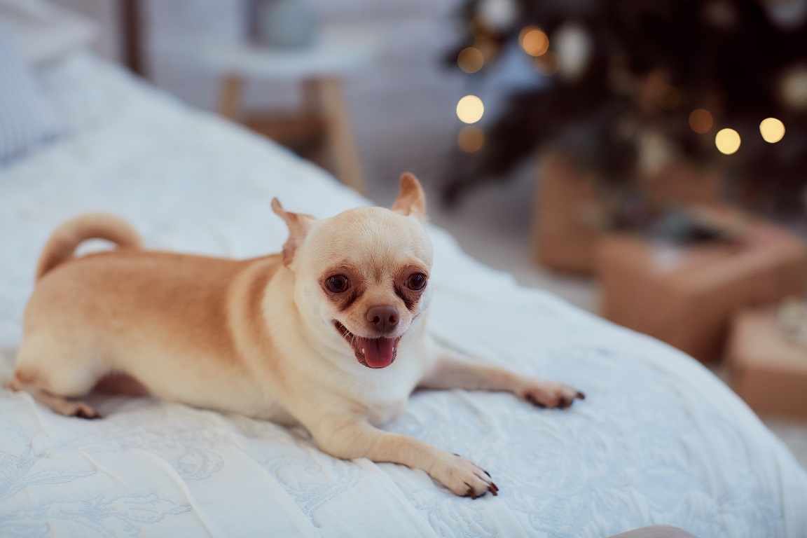 chihuahua laying on bed