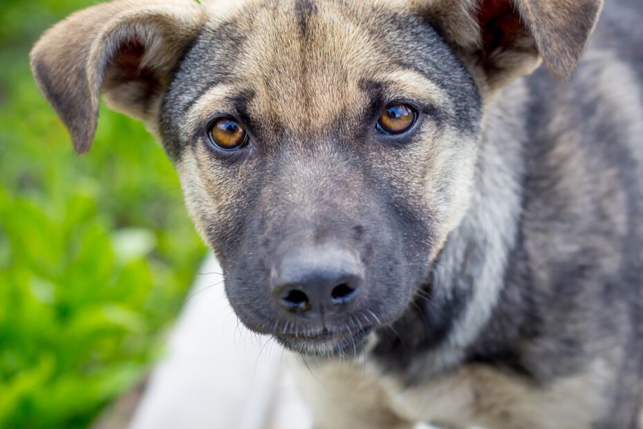 dog looking at camera