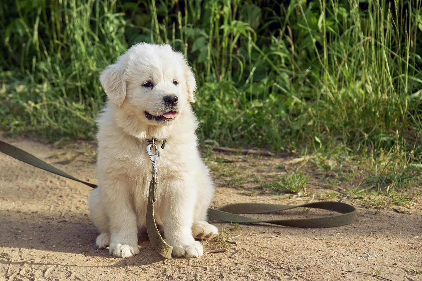 puppy refuses to walk on the leash